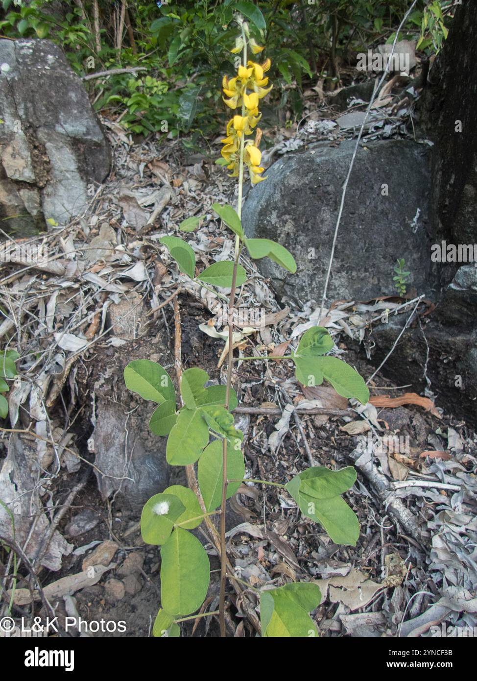 Wild Rattlepod Rattlepods hi-res stock photography and images - Alamy