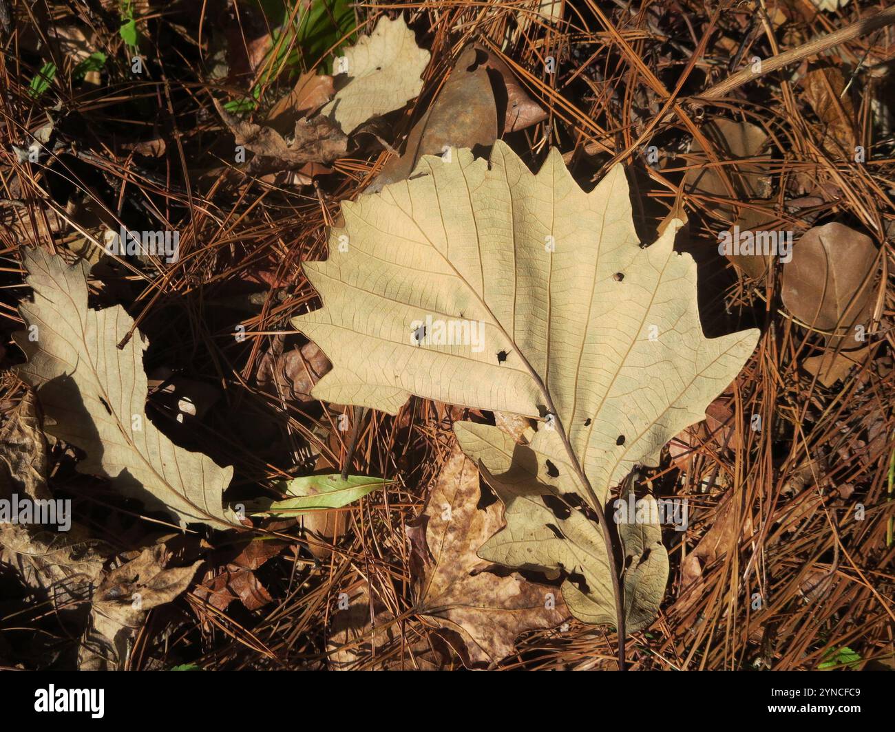 swamp chestnut oak (Quercus michauxii Stock Photo - Alamy