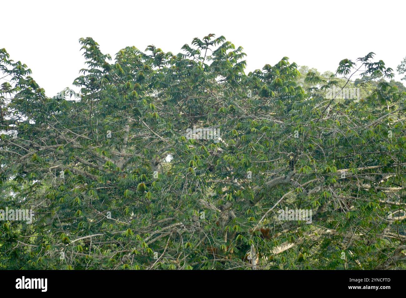 Pycnanthus Angolensis Hi res Stock Photography And Images Alamy pycnanthus-angolensis-hi-res-stock-photography-and-images-alamy