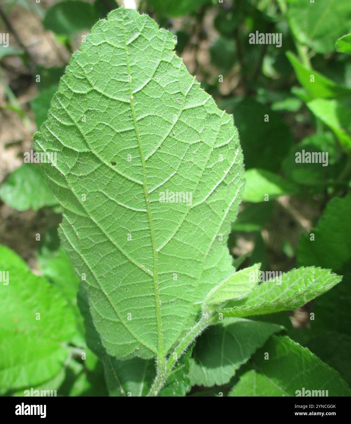 Star Raisin (Grewia avellana Stock Photo - Alamy