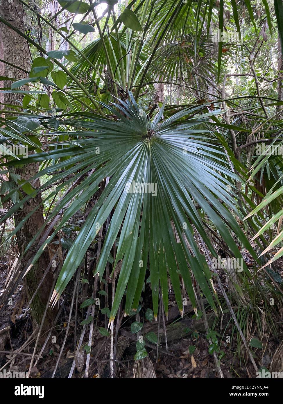 Australian Fan Palm (Livistona australis Stock Photo - Alamy