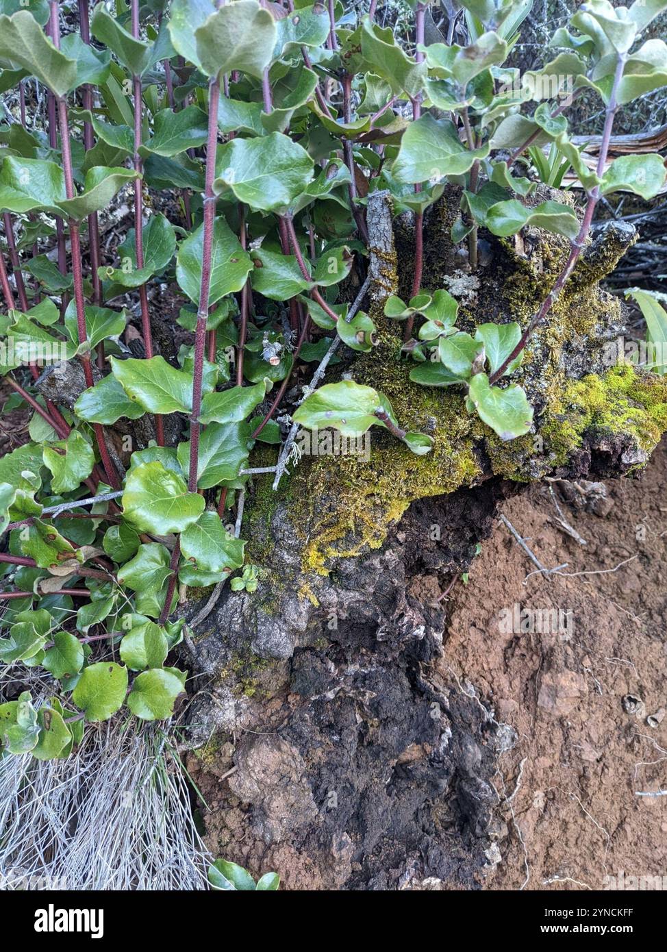 Coast silk tassel (Garrya elliptica) Stock Photo