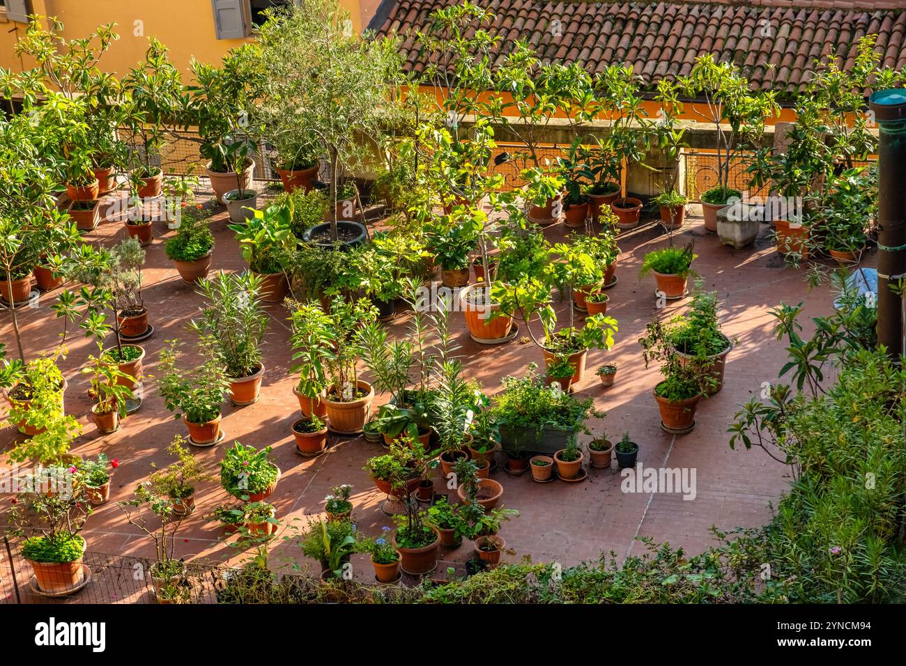 Rooftop garden plants against hi-res stock photography and images - Alamy