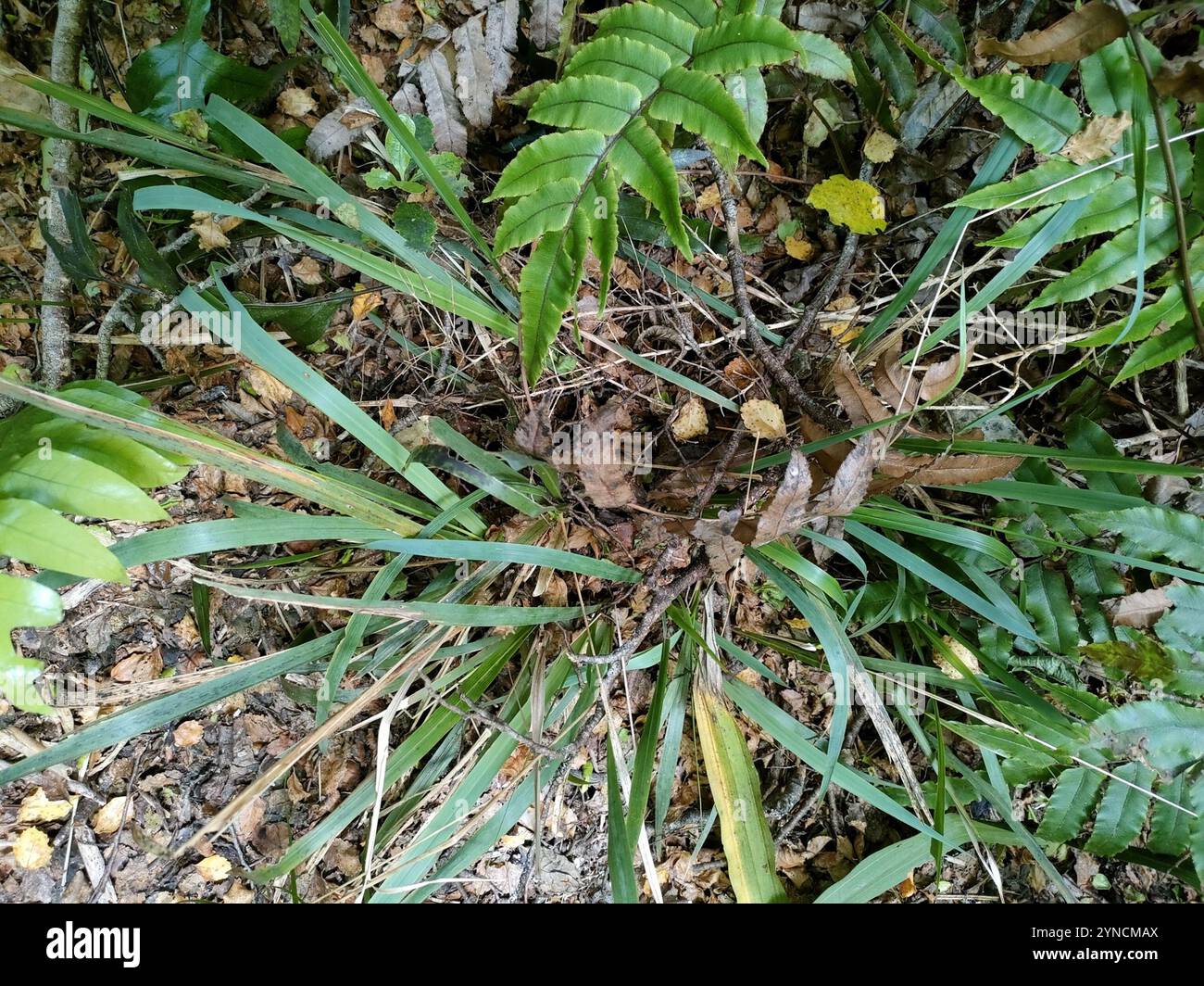 bush rice grass (Ehrharta diplax Stock Photo - Alamy