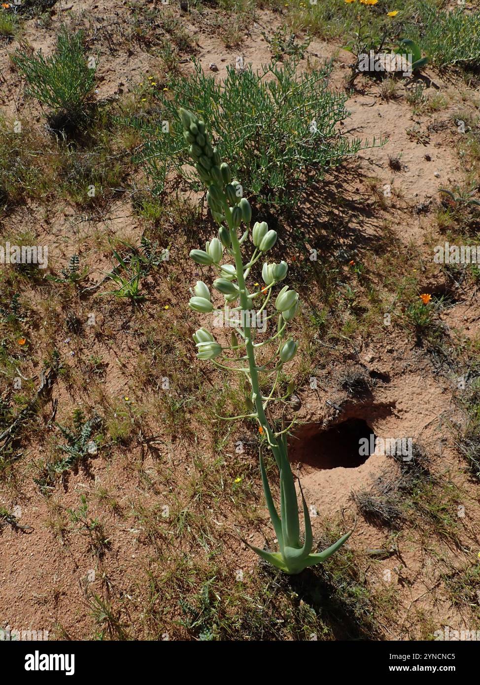 albuca-canadensis-hi-res-stock-photography-and-images-alamy