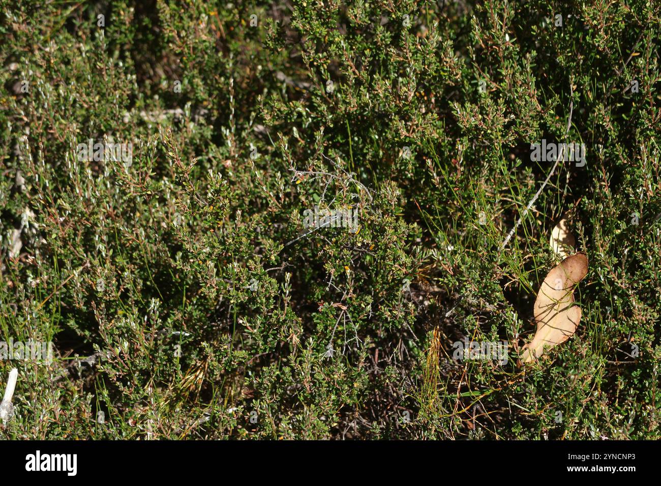 Blue Ringtail (Austrolestes annulosus Stock Photo - Alamy