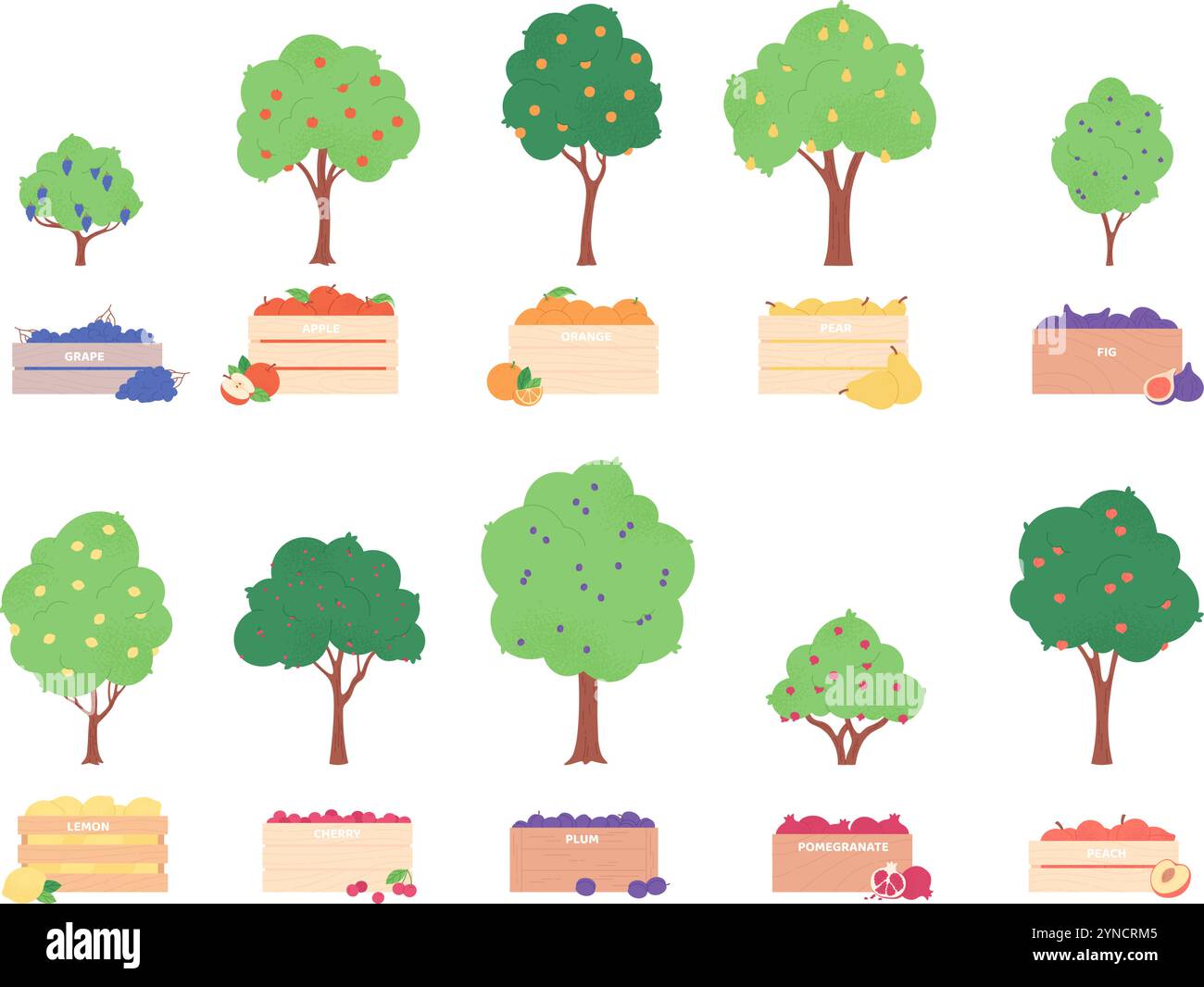 Fruit trees and fruits in wooden boxes. Harvest time in garden. Peach ...
