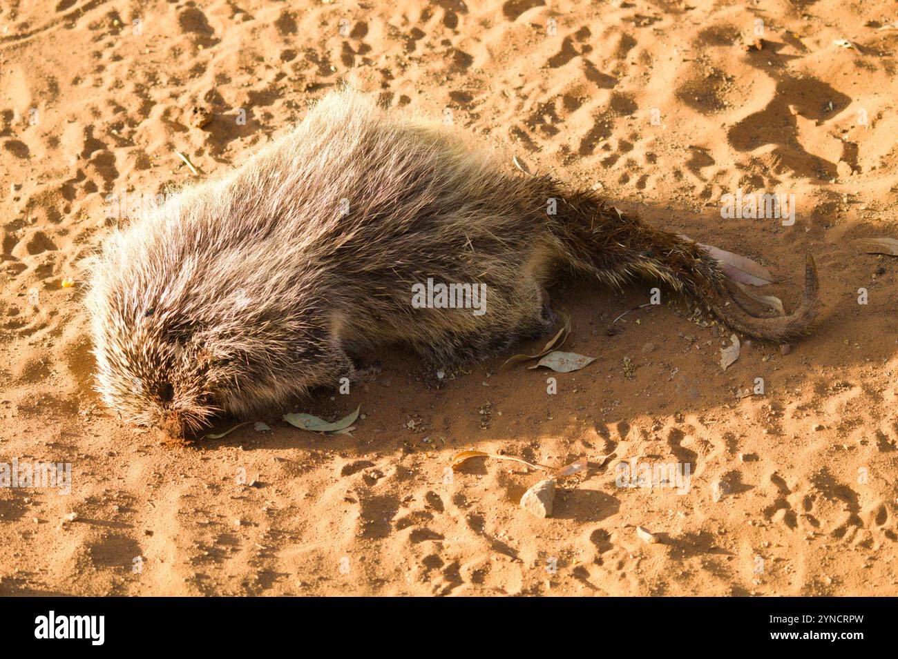 Paraguay Hairy Dwarf Porcupine (Coendou spinosus Stock Photo - Alamy