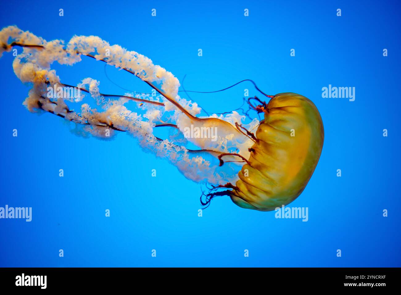 Pacific Sea Nettle Jellyfish National Aquarium Baltimore // BALTIMORE, United States — A Pacific Sea Nettle (Chrysaora fuscescens) jellyfish floats gracefully in its illuminated tank at the National Aquarium's 'Jellies Invasion' exhibit in Baltimore, Maryland. This striking species, with its distinctive orange bell and long, trailing tentacles, is one of eight jellyfish species showcased in the permanent exhibit. The aquarium's specialized cylindrical tanks are designed to create gentle circular currents that allow these delicate creatures to display their natural movement patterns. Stock Photo