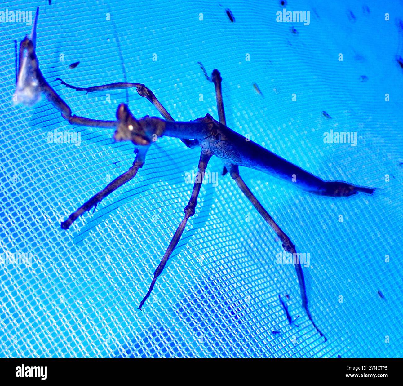Heterochaeta hi-res stock photography and images - Alamy