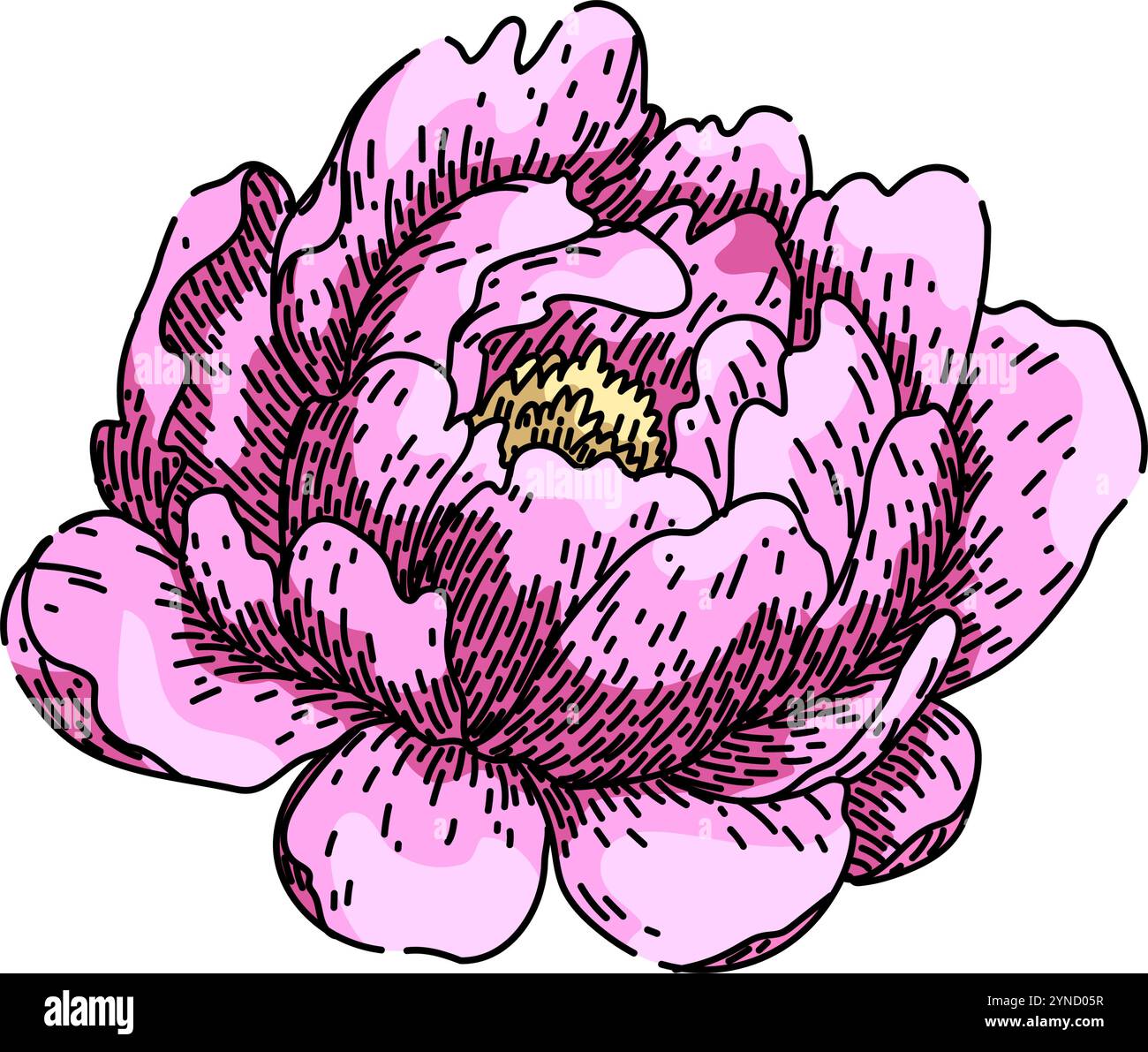 fragrance peony sketch hand drawn vector Stock Vector Image & Art - Alamy