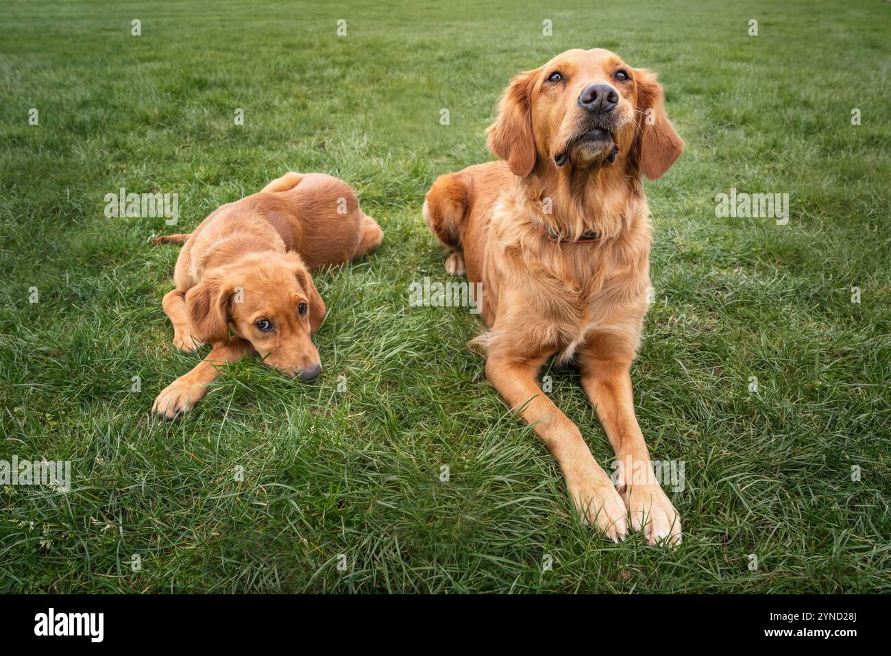 Golden Retriever Puppy with her Golden Retriever Mum Stock Photo