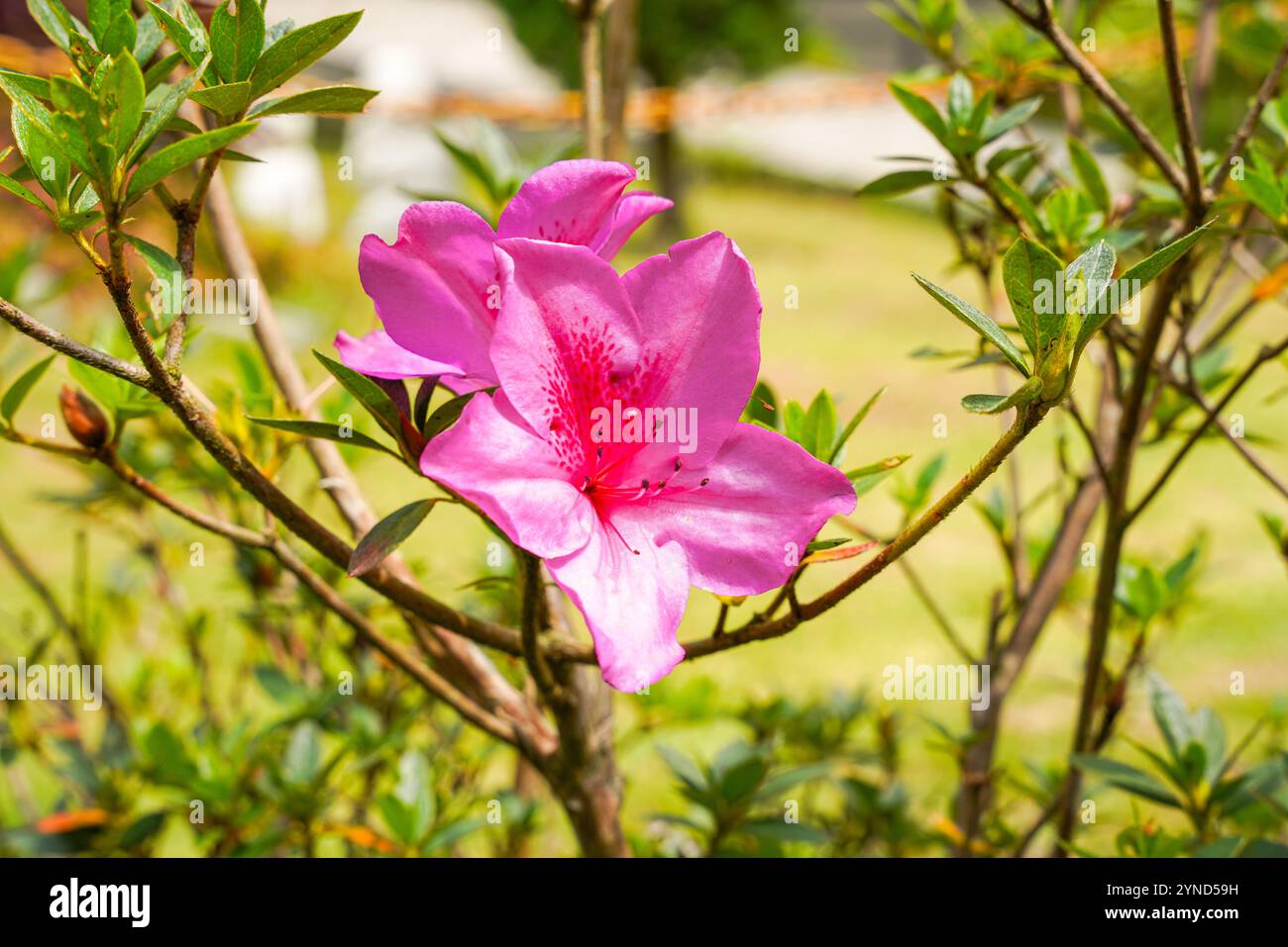 tsutsuji品 Tsutsuji hi-res stock photography and images - Alamy