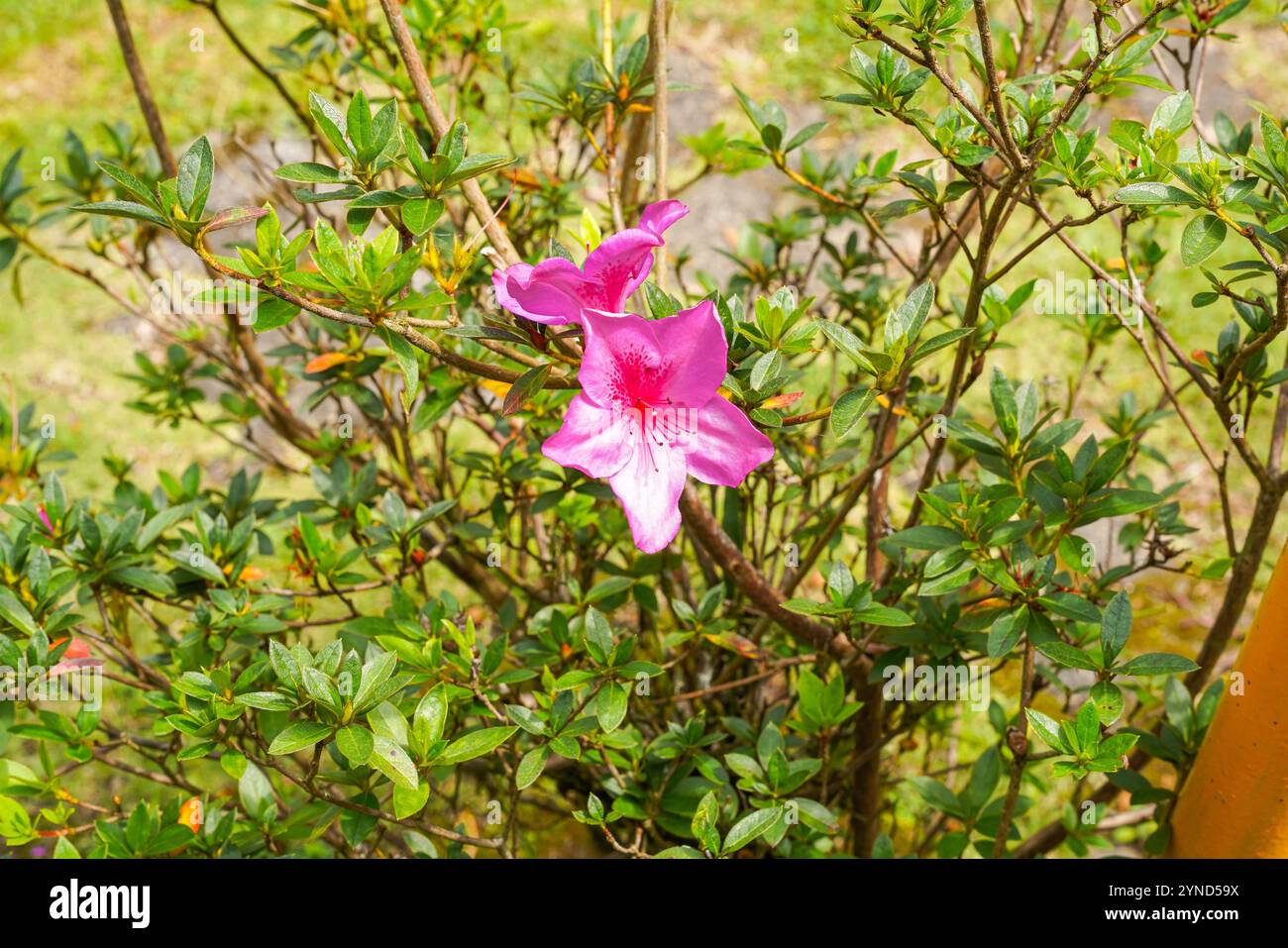 Tsutsuji hi-res stock photography and images - Alamy