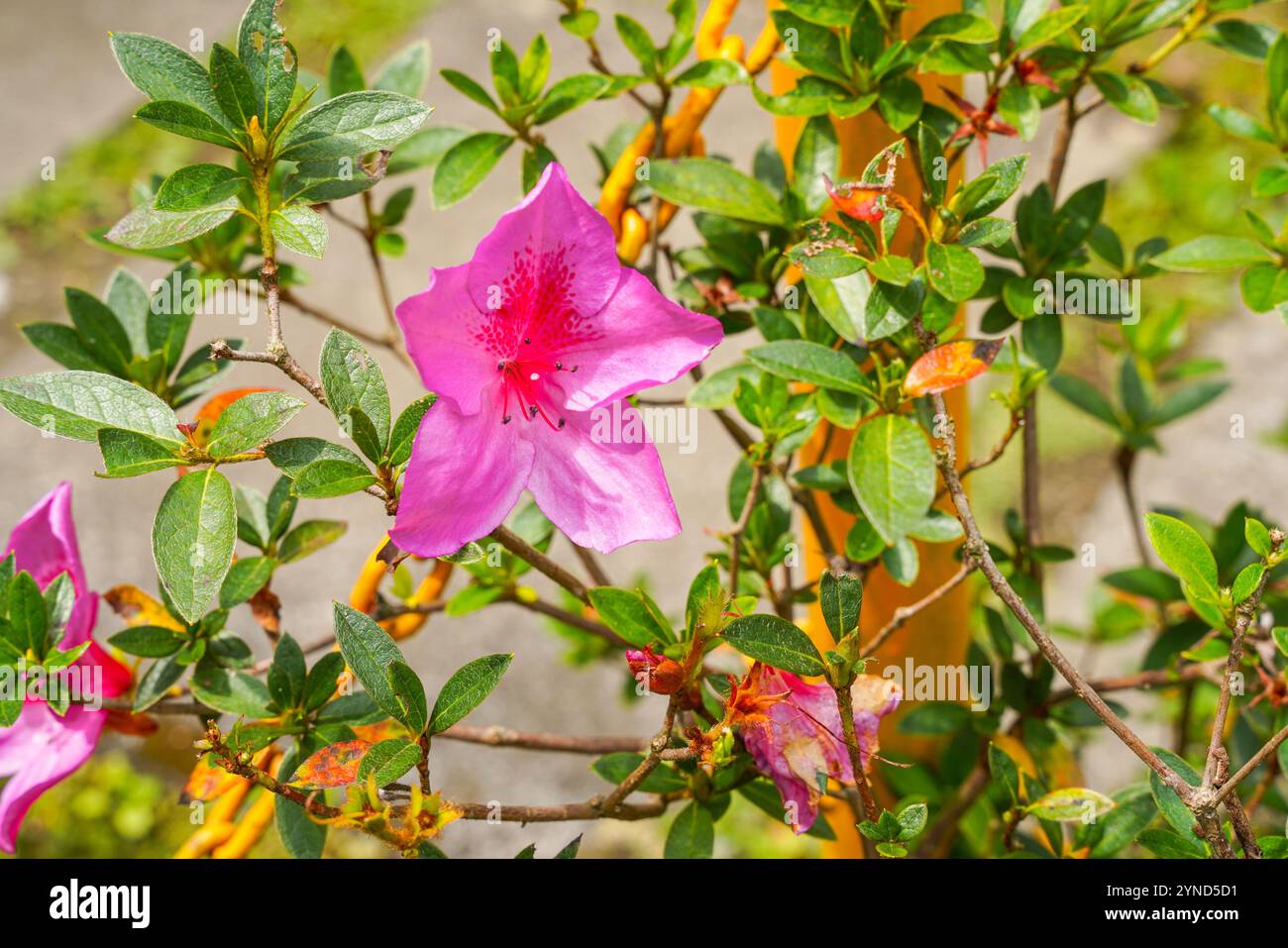 Tsutsuji hi-res stock photography and images - Alamy
