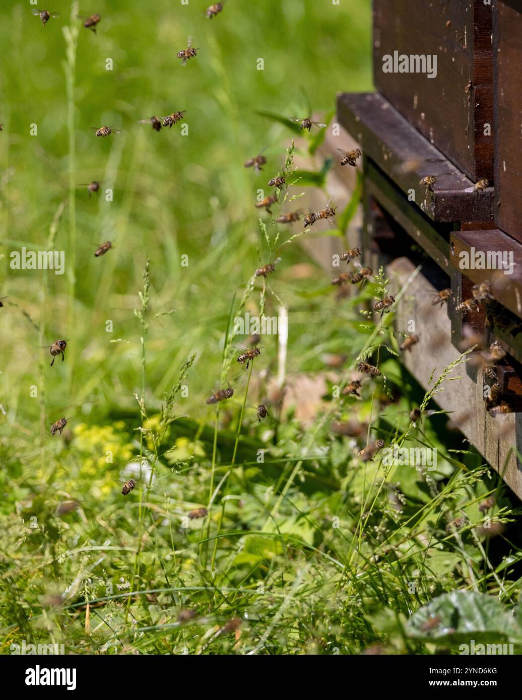 Swarm bees beehive entrance close hi-res stock photography and images ...