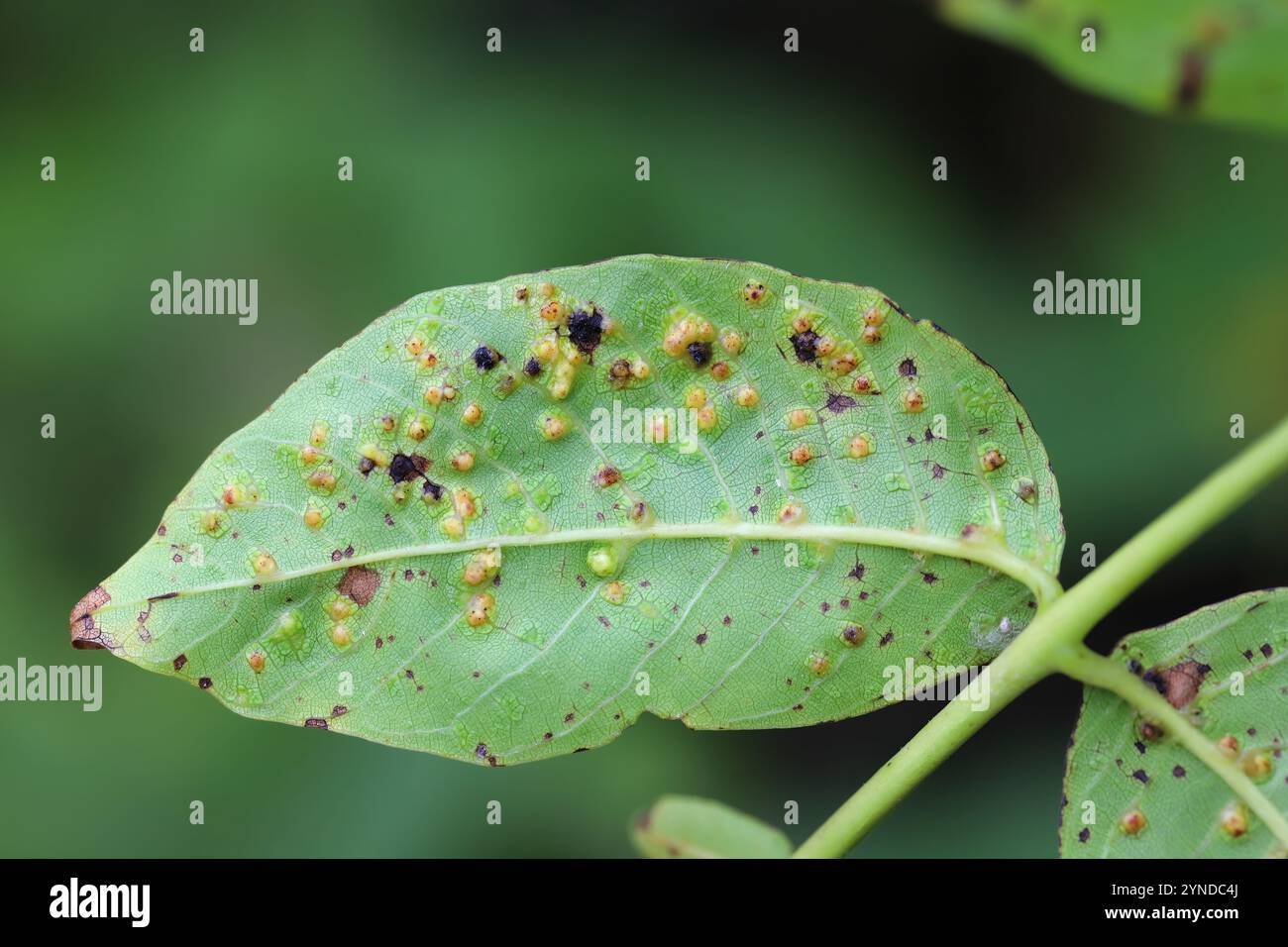 Walnut blister mite, Aceria tristriata.  Symptoms of the pest on the underside of the walnut leaf. Stock Photo