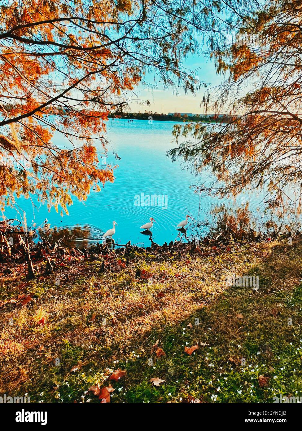 Three Little Egrets, Living Life, No Regrets - Smartphone Captured Stock Image