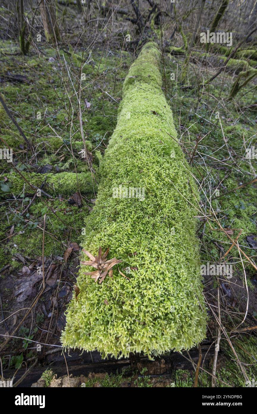 Tree trunk overgrown moss hi-res stock photography and images - Alamy