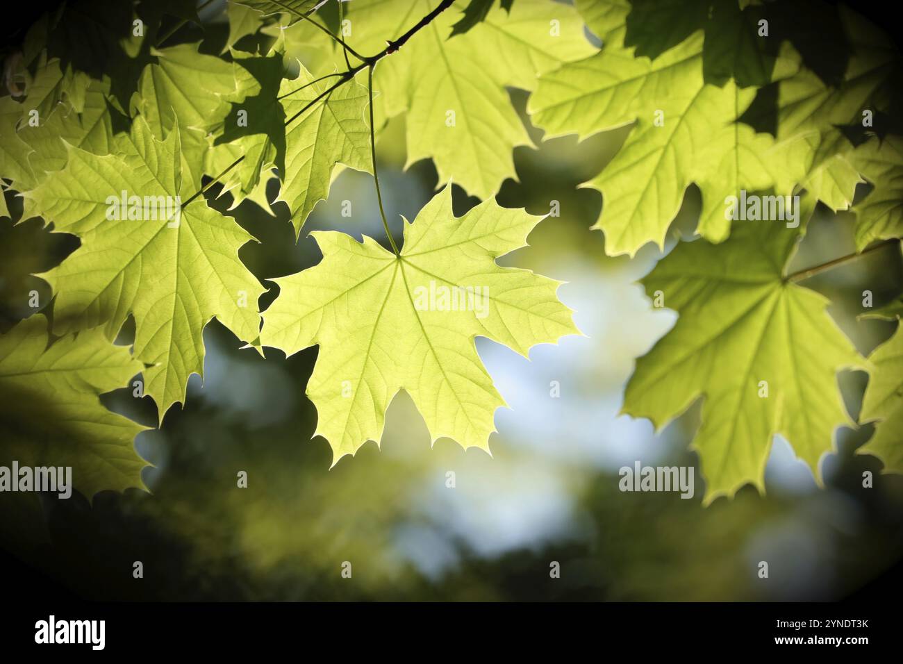 Spring maple leaves on a twig in the forest Stock Photo