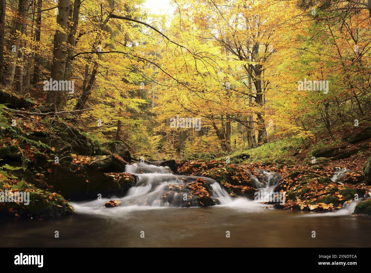 Forest stream open shot hi-res stock photography and images - Alamy