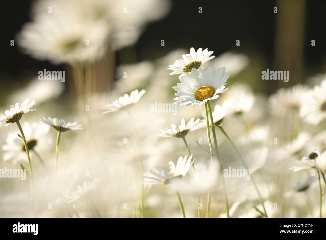 Daisies on a spring meadow at dawn Stock Photo