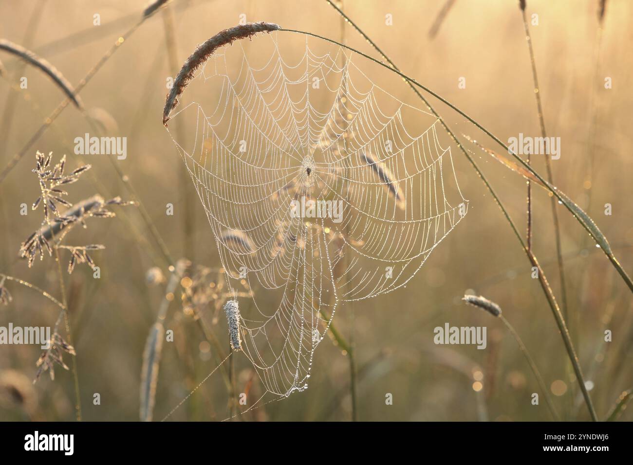 Spider web on a meadow during sunrise Stock Photo - Alamy