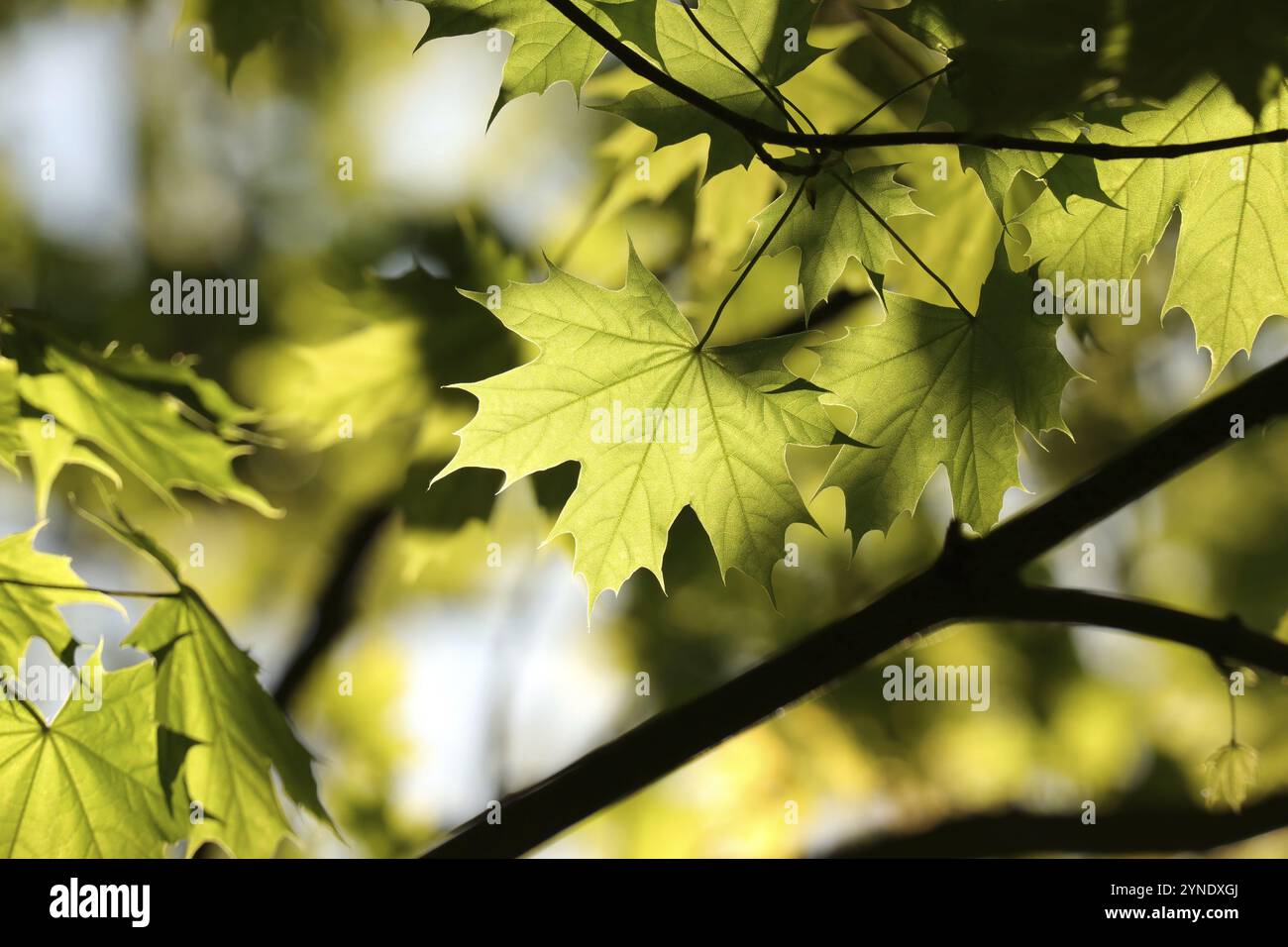 Fresh spring maple leaves on a twig in the forest Stock Photo