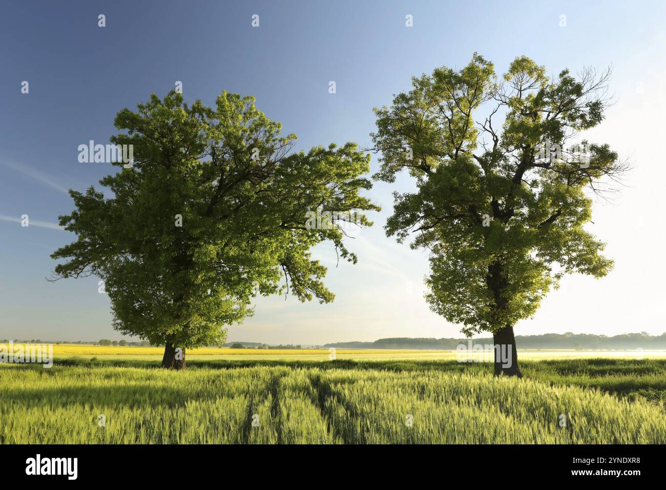 Oak trees in field of crops hi-res stock photography and images - Alamy