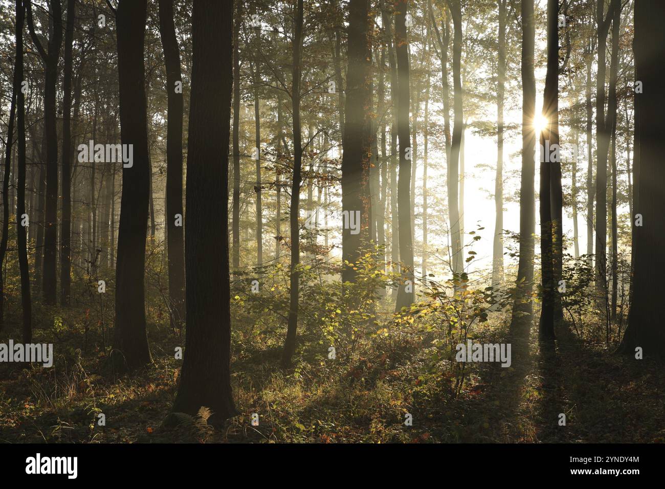 Autumn forest in foggy weather during sunrise Stock Photo - Alamy