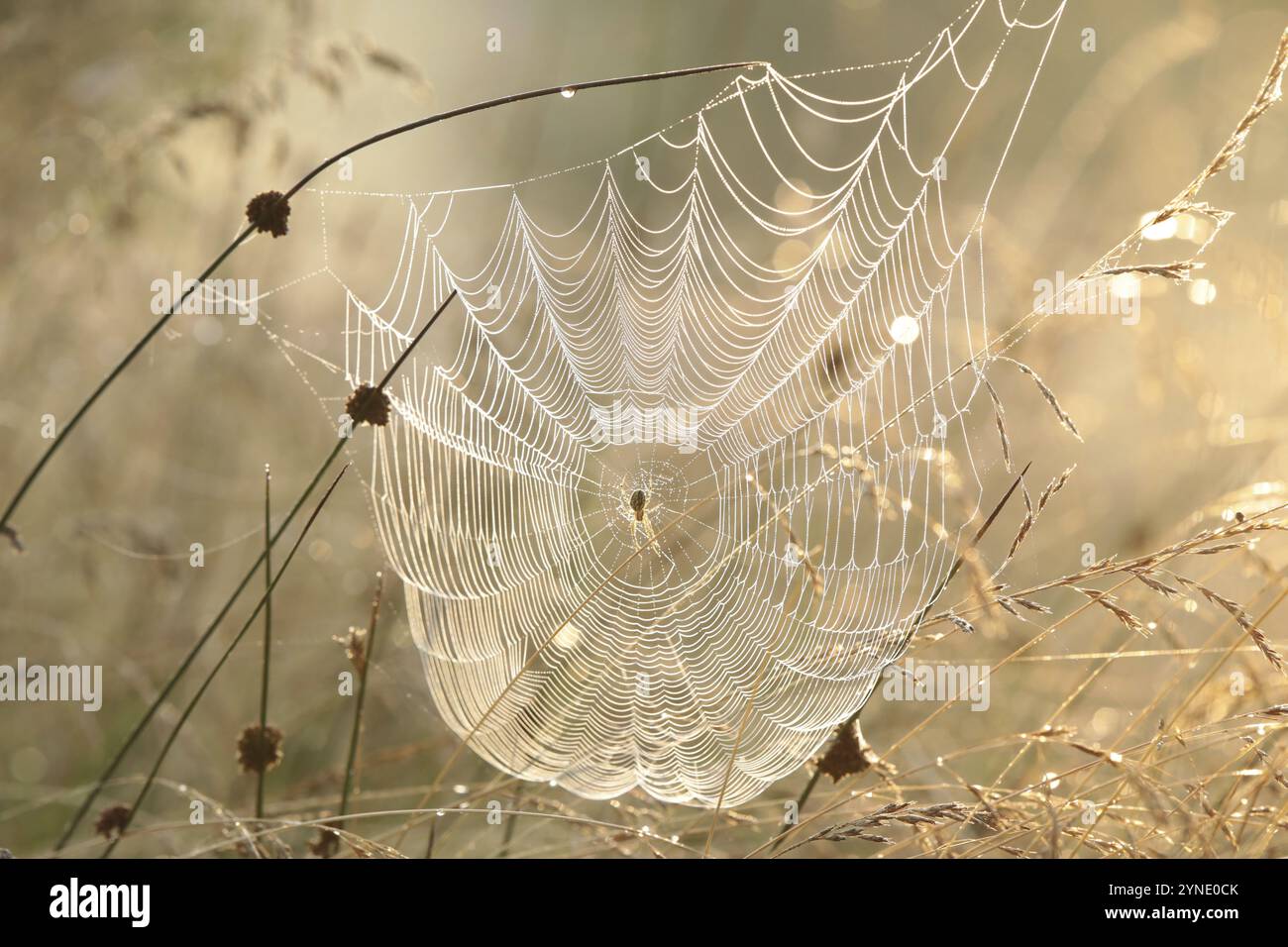 Spider web on a meadow during sunrise Stock Photo