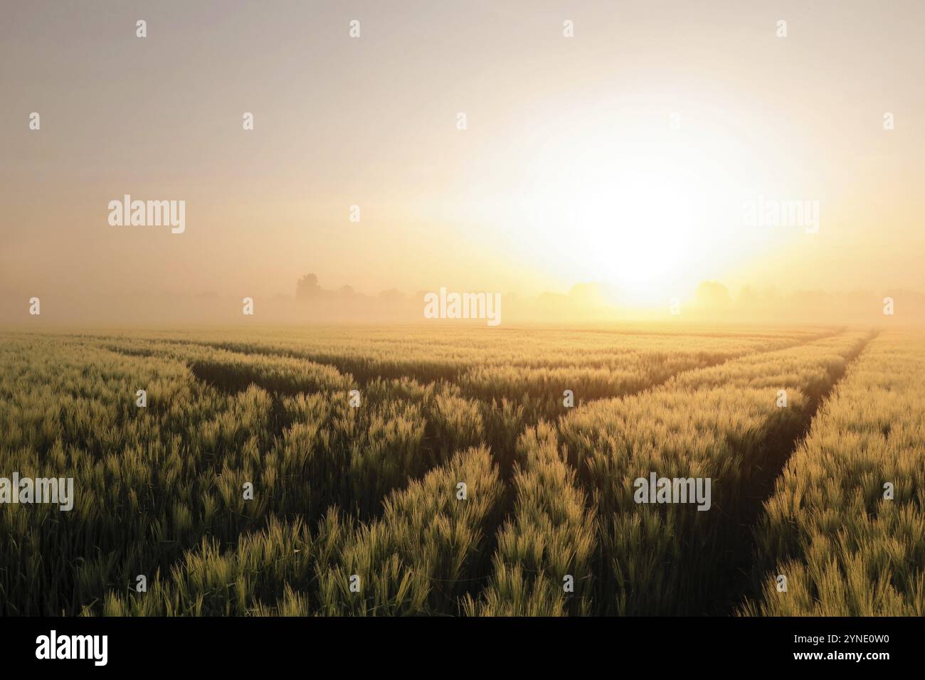 Sunrise over a field of grain in foggy weather Stock Photo - Alamy