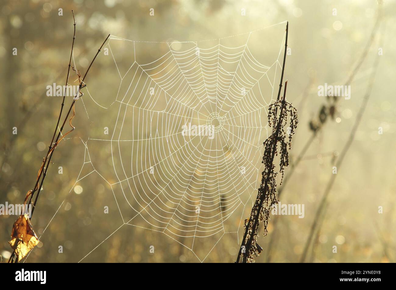 Spider web on a meadow during sunrise Stock Photo - Alamy