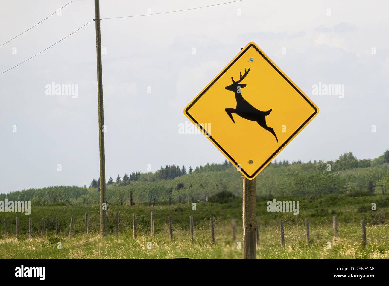 Cochrane, Alberta, Canada. Jun 4, 2023. A Deer Crossing Sign Stock Photo