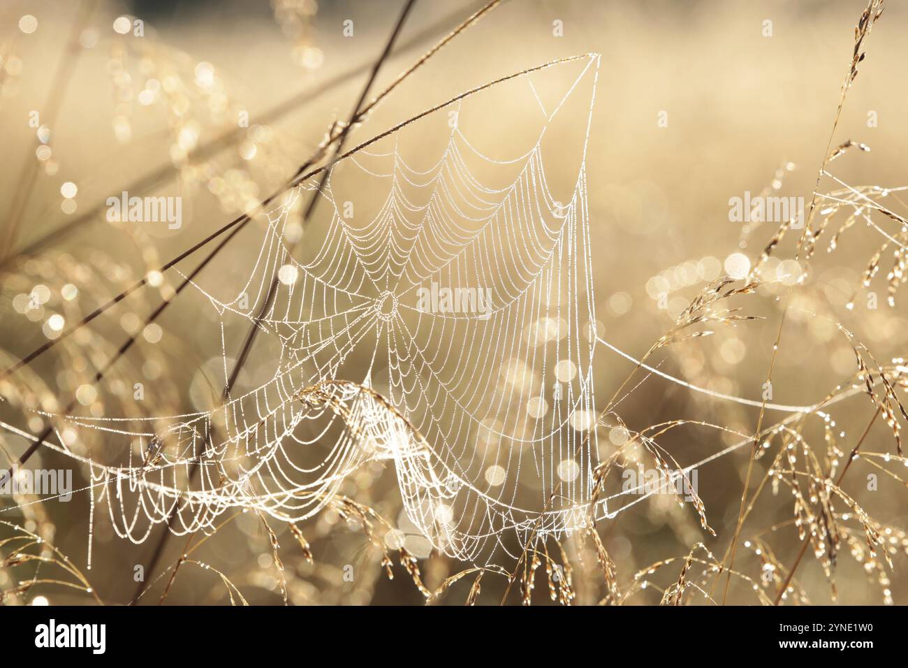 Spider web on a meadow during sunrise Stock Photo