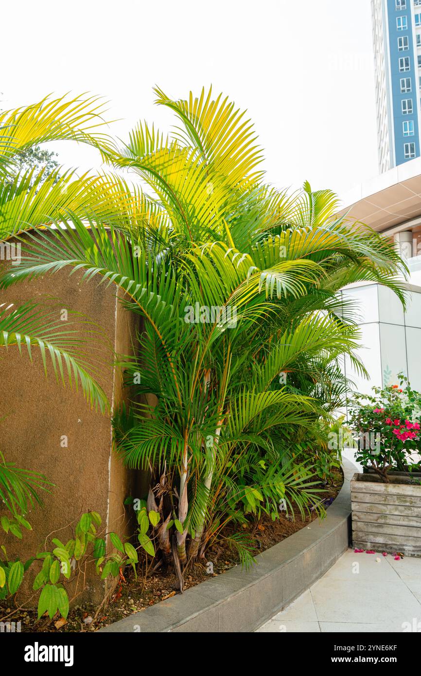 Areca Palm Trees. Tropical gardens with luxuriant dypsis lutescens or ...