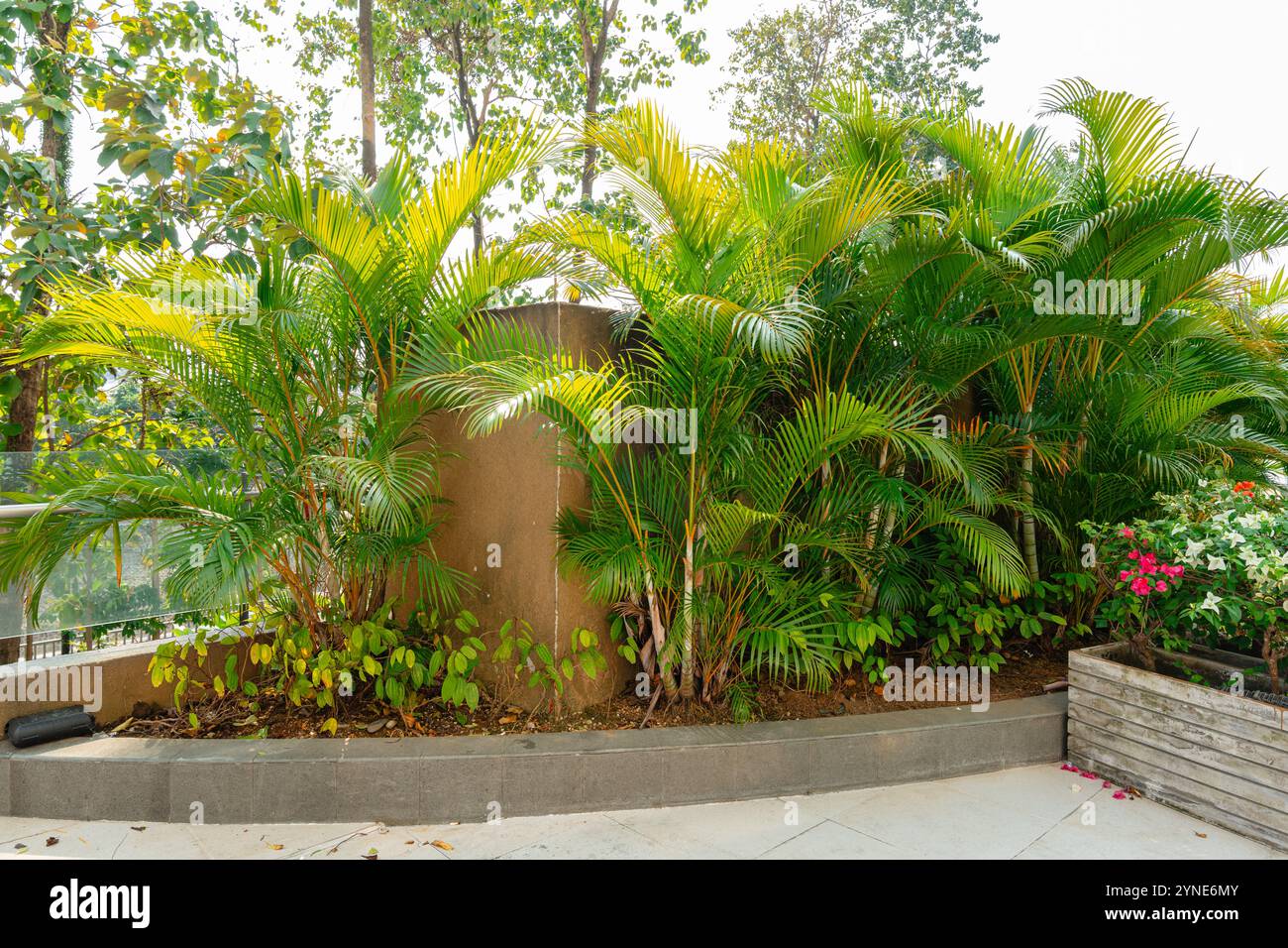 Areca palm lutescens hi-res stock photography and images - Alamy
