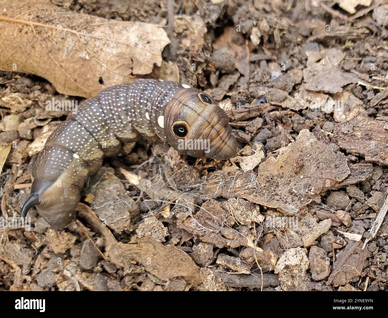 Moth Larva Falcon Sphinx Moth, Xylophanes falso Mimicry Stock Photo