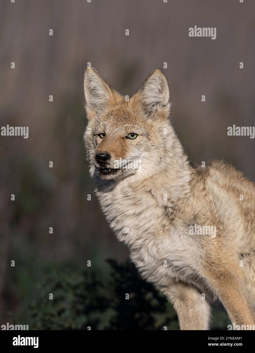 Foothold trap hires stock photography and images Alamy