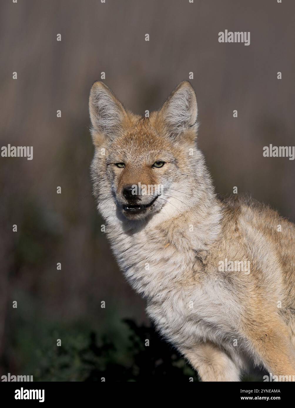 Foothold trap hires stock photography and images Alamy