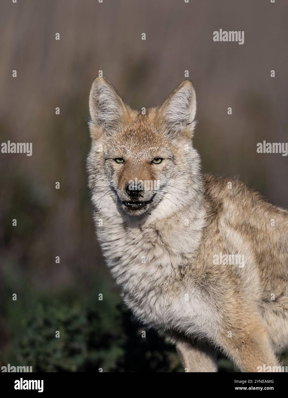 Foothold trap hires stock photography and images Alamy