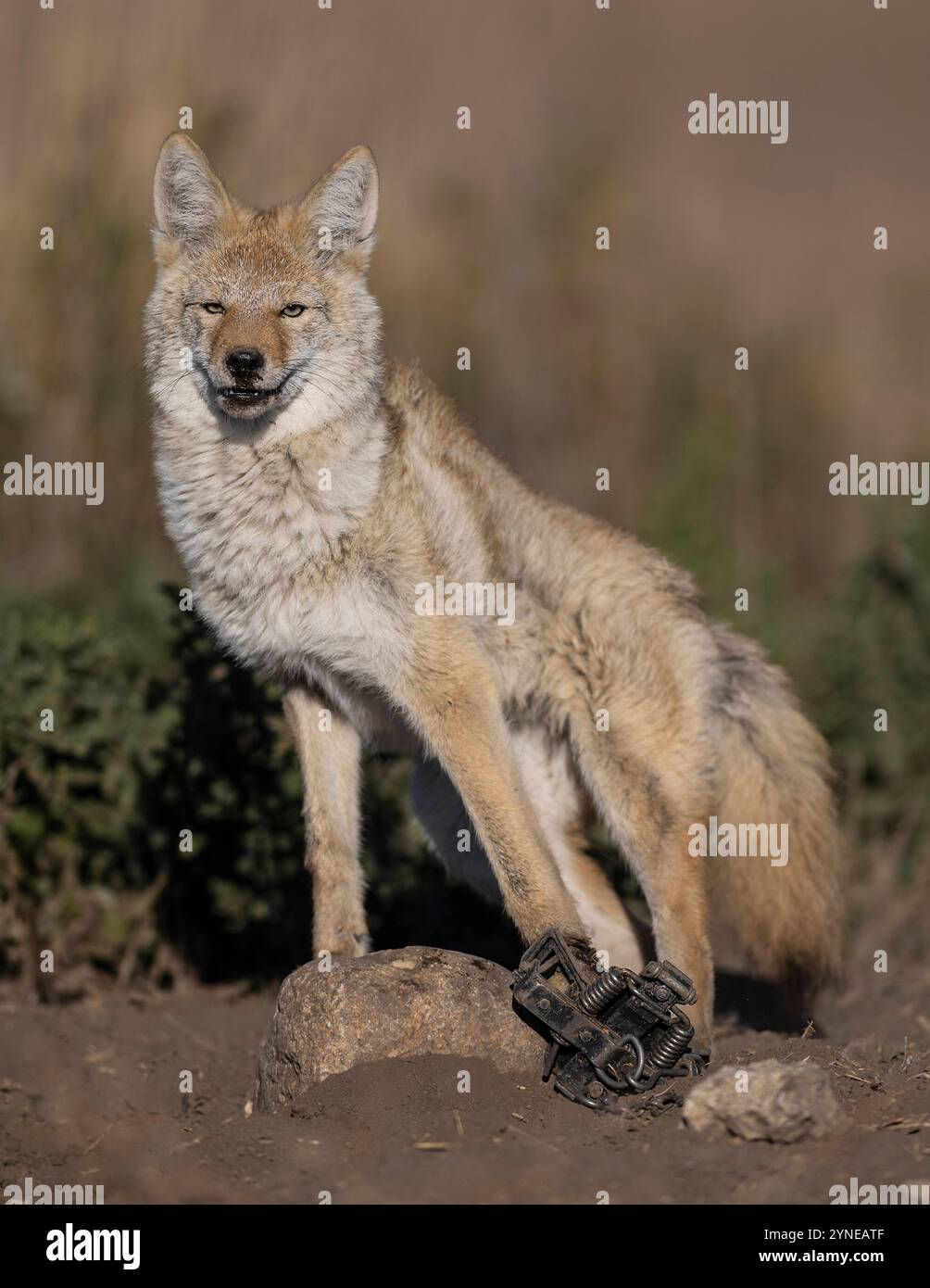 Coyote Trapping In North Dakota Stock Photo Alamy
