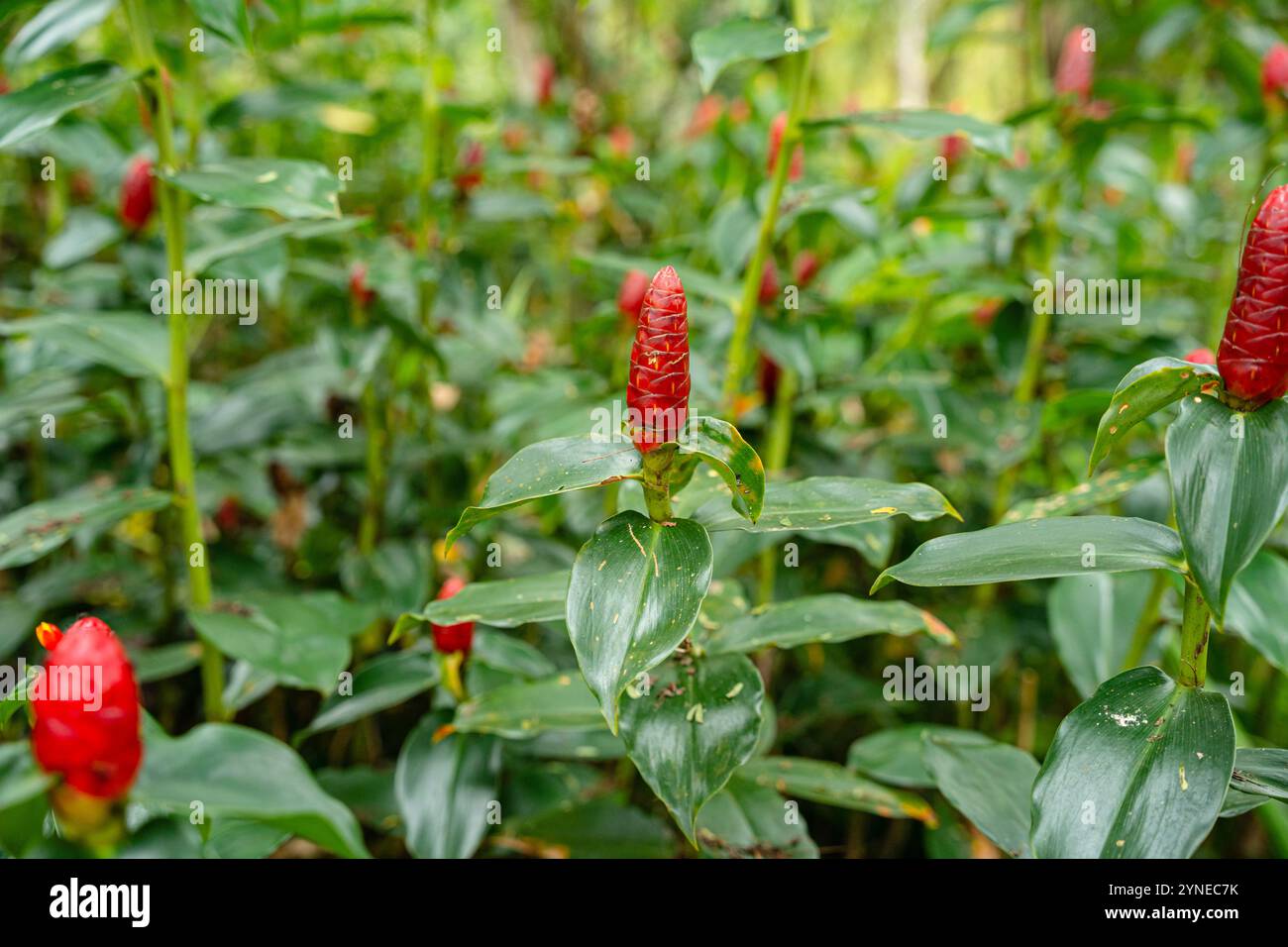 Costaceae Costus spicatus, also known as spiked spiralflag ginger or Indian head ...