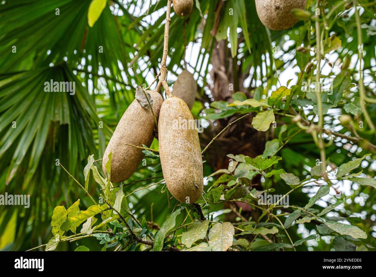 Kigelia is a genus of flowering plants in the family Bignoniaceae. The genus consists of only one species, Kigelia africana, which occurs throughout t Stock Photo