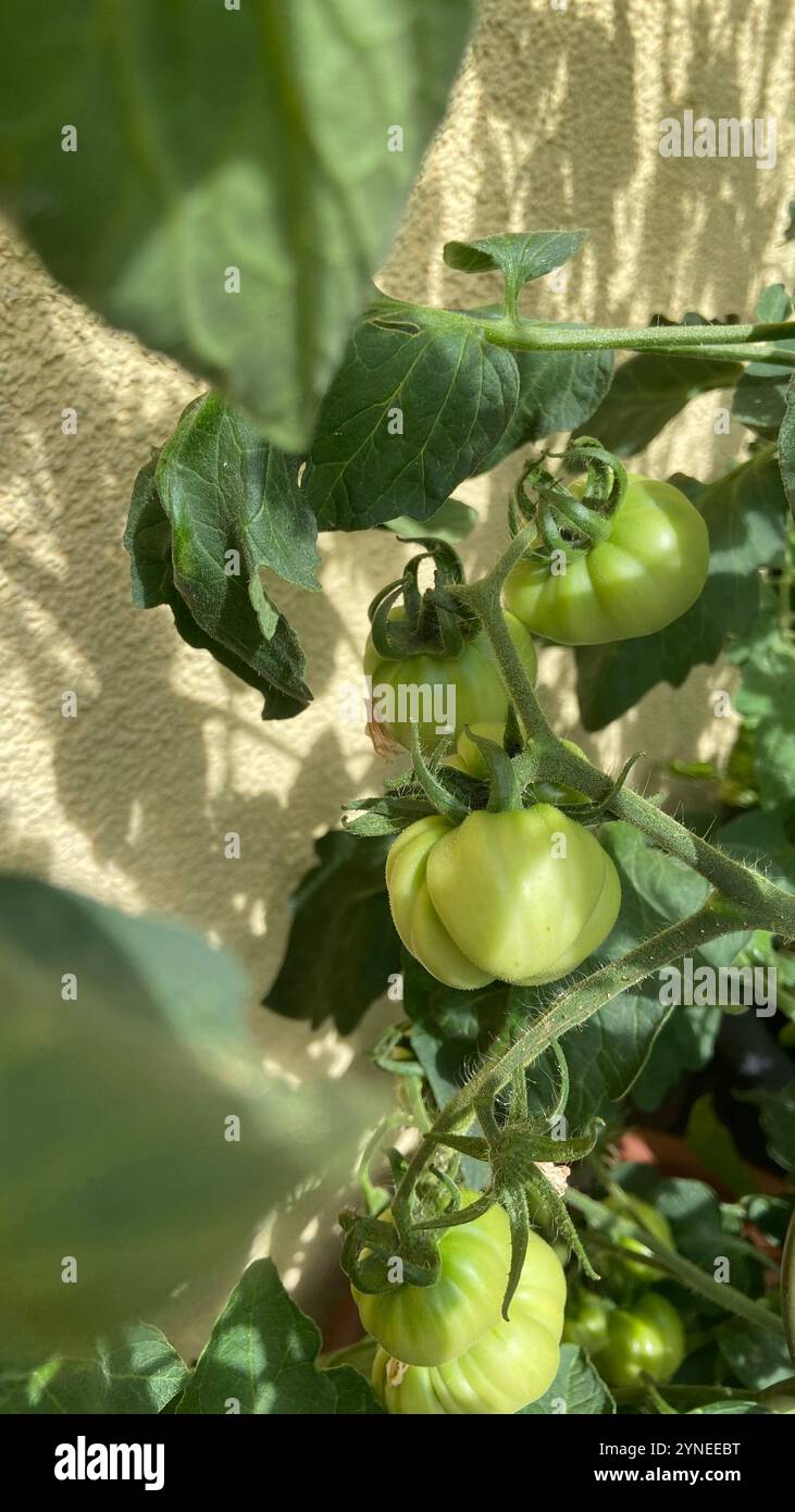 Yet growing hi-res stock photography and images - Alamy