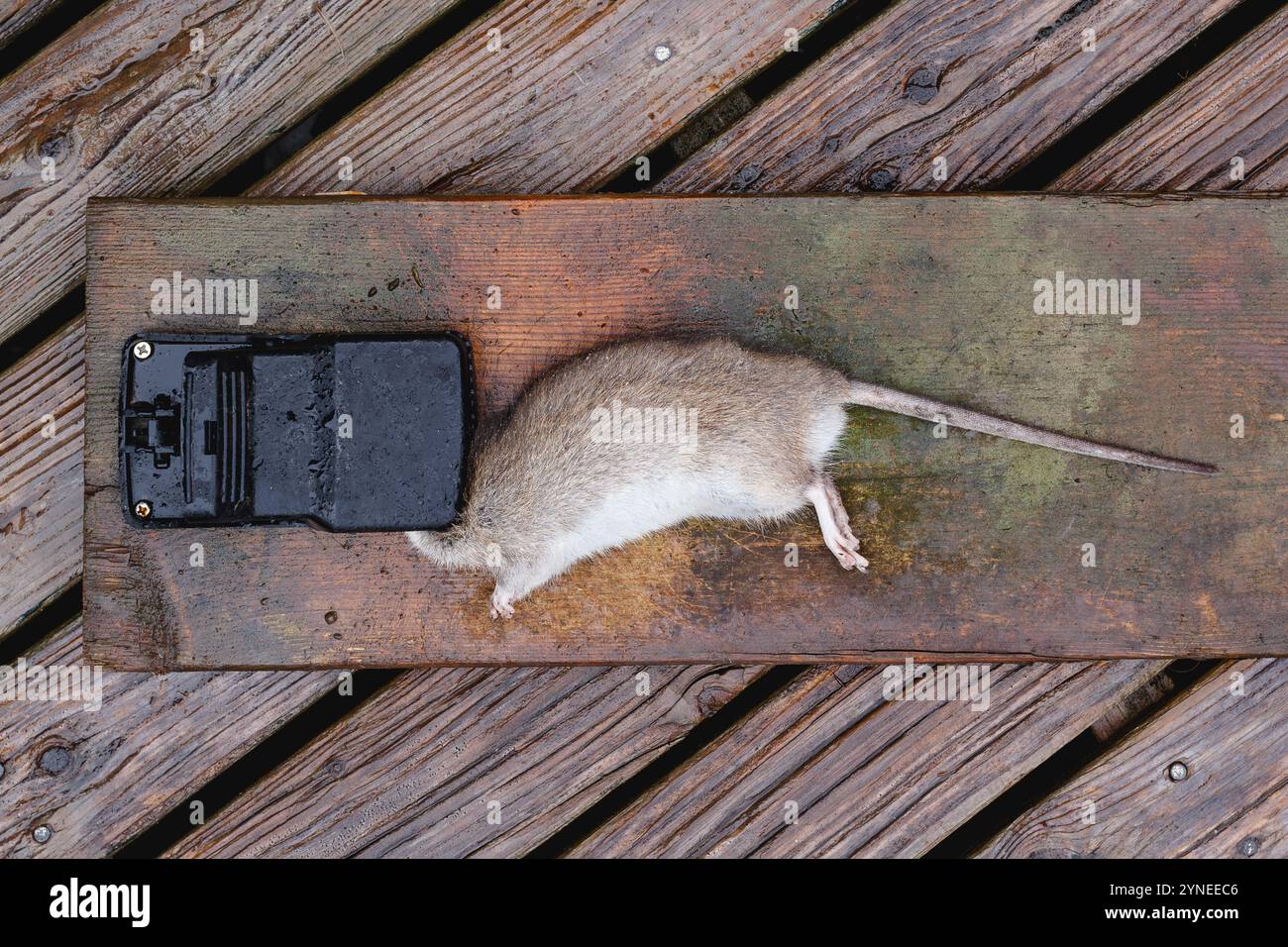 Dead rat caught in trap Stock Photo
