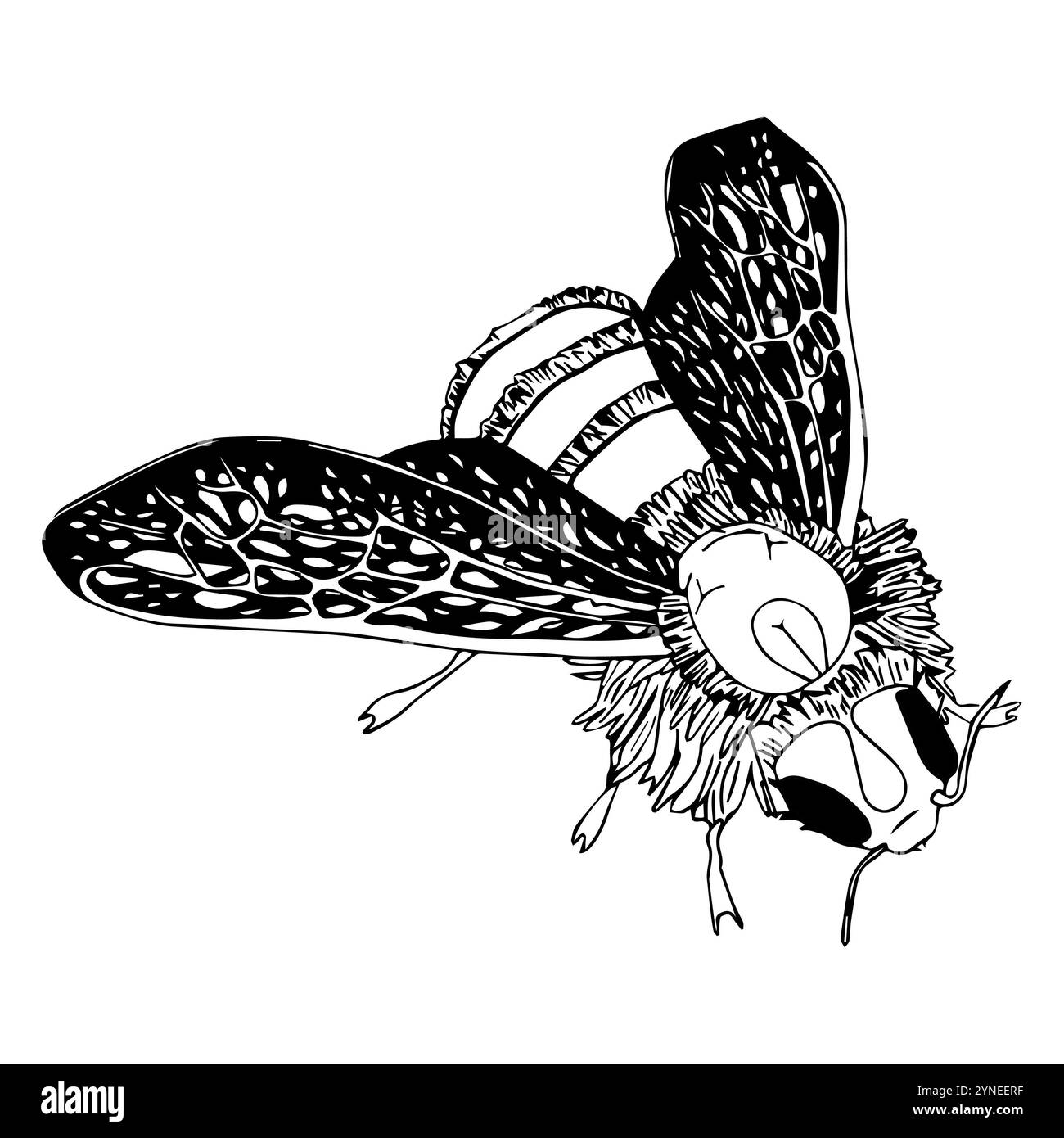 Hand drawn doodle style bee. illustration isolated on white background ...
