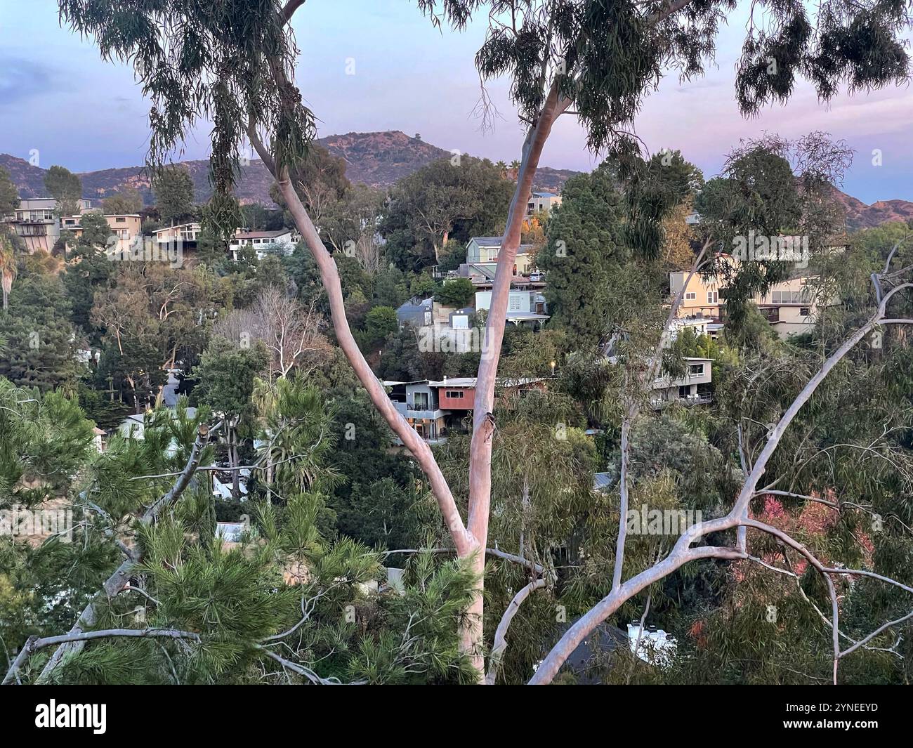 Homes in the Beachwood Canyon neighborhood of the Hollywood Hills, in ...