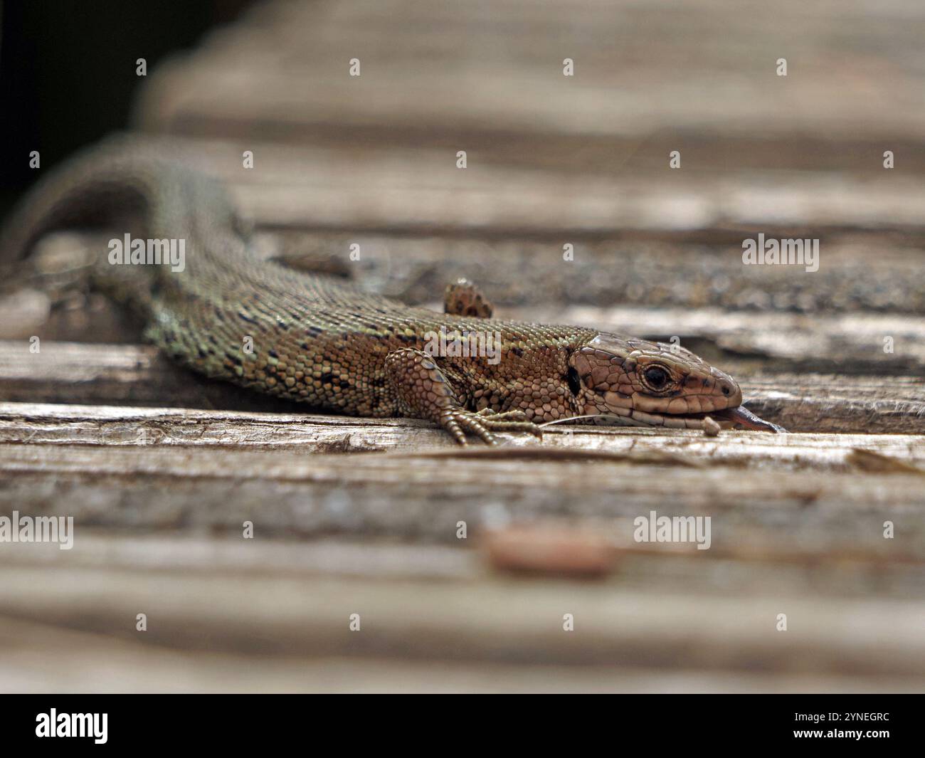 Common lizard tongue uk hi-res stock photography and images - Alamy