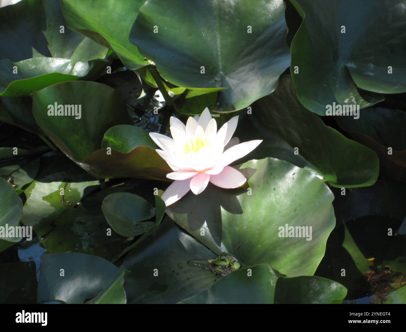 Crimean Peninsula 2012 lotus blossom Stock Photo Alamy